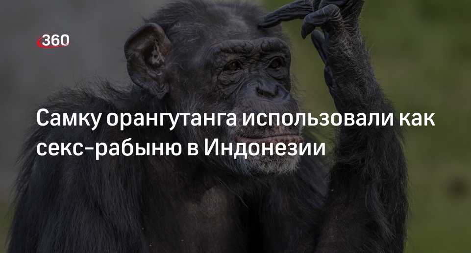 секс с обезьяной Самку орангутанга использовали как секс-рабыню в Индонезии | 360.ru