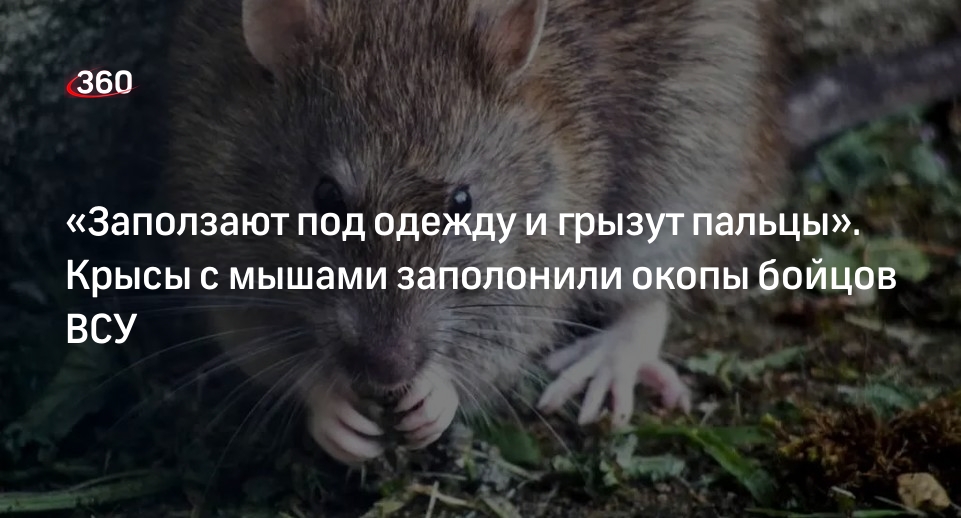 Что означает ты крыса. Что означает ты крыса