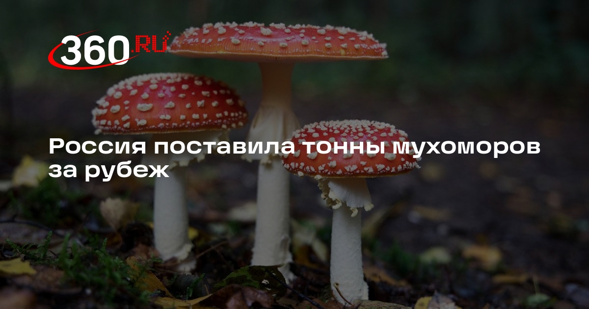 https://6d42bf12-4c74-4fe2-a4fe-7dbad25583dd.selstorage.ru/articles/article/2024/10/4096748-snippet_uoevd2m.jpeg