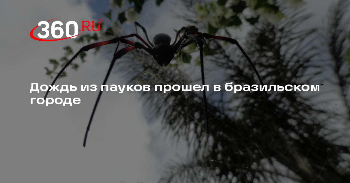 Дождь из пауков в бразилии
