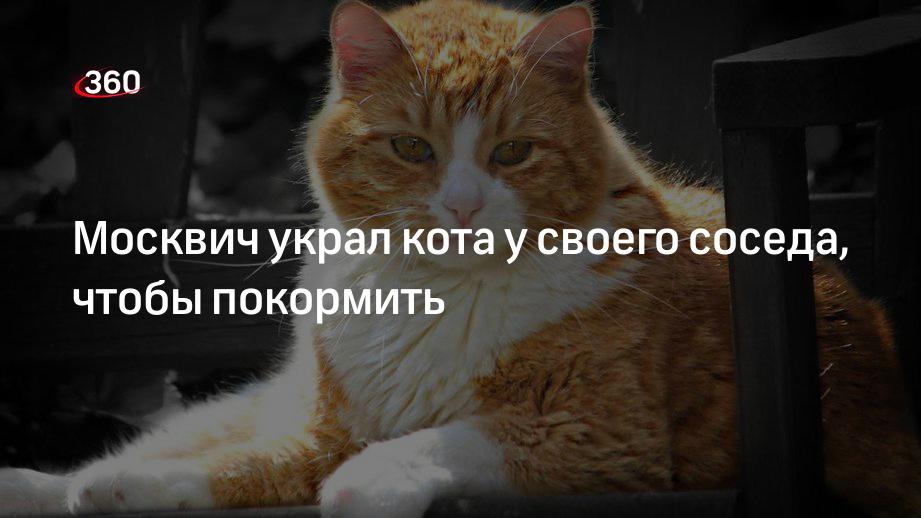 Украли кота