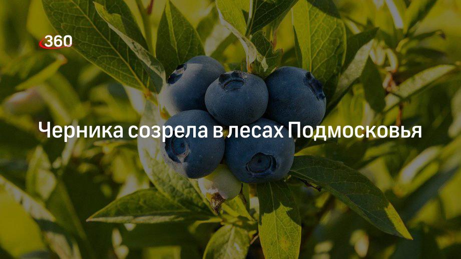 Черника. Когда поспевает черника в подмосковье 2024. Черника в ленобласти. Черника и голубика различия. Когда поспевает черника в подмосковье 2024.